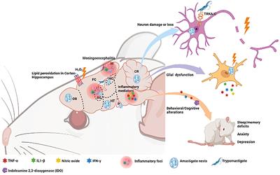 Central nervous system commitment in Chagas disease